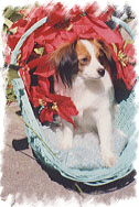 Fay in a basket