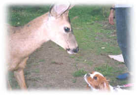 Sela and the deer!