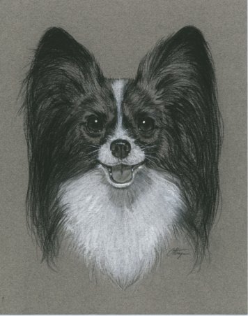 Dog Charcoal Drawings