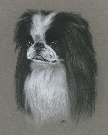 Dog Charcoal Drawings