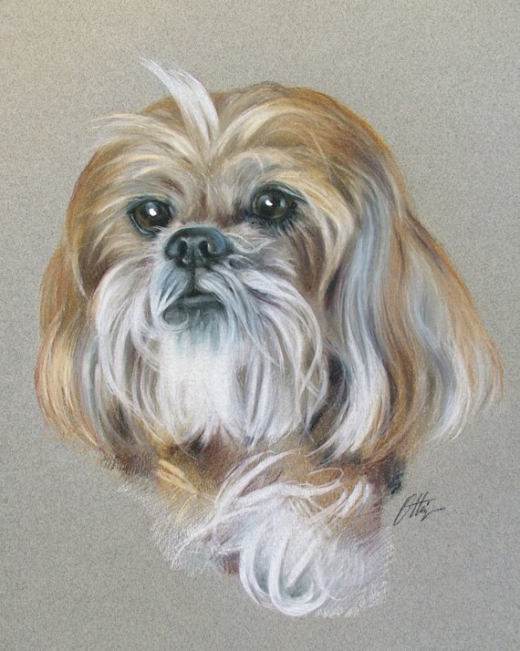 Lhasa Apso Art